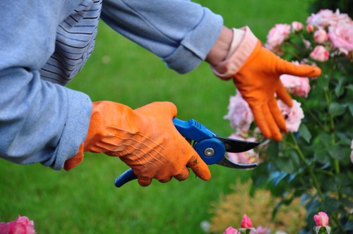 Professional tree surgery work on a residential property