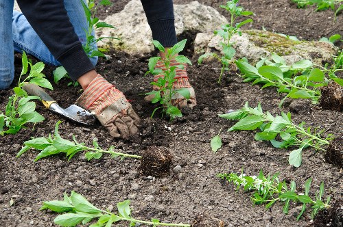 About us Tree Surgeons Sidcup with a focus on safe, responsible tree care